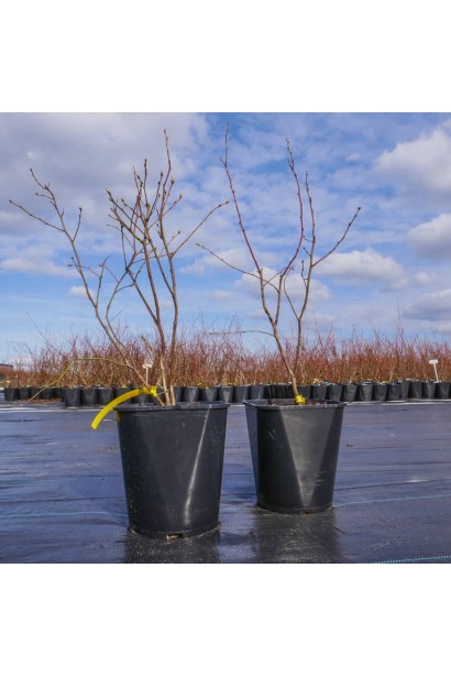 Лохина Elizabeth контейнер 3 л